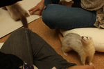 fe100523-01.jpg